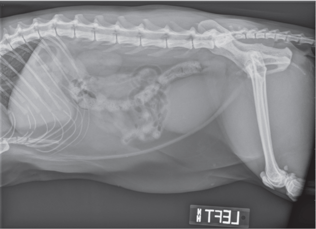 Urethroliths, cat. Radiograph