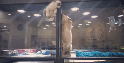 5774075f1800002500fa30fa.gif image