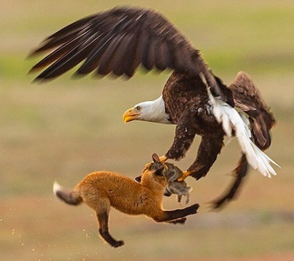eagle fox.jpg