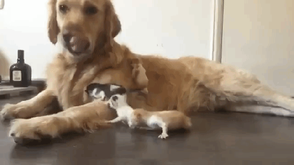 golden-retriever-caterwauling-kittens