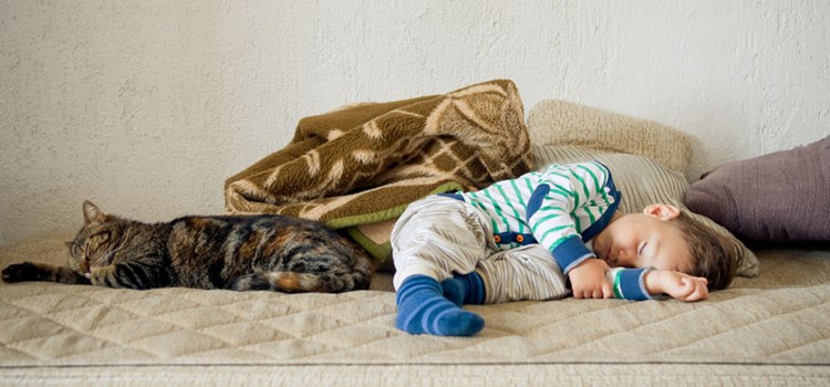Anak-dan-Kucing